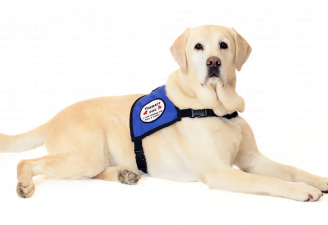 an image of therapy dog sitting