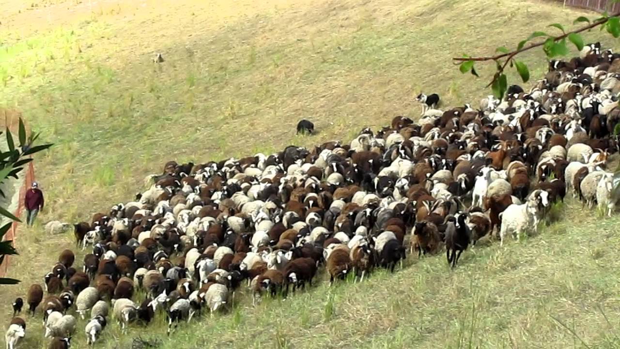 Goats and sheep grazing